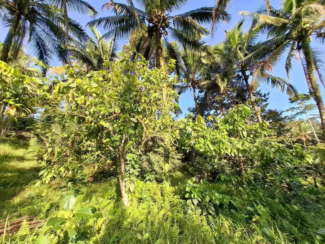 Tanah kebun los sungai jernih berisi banyak pohon kakau dan pohon kelapa di tabanan bali - Image 9 of 10