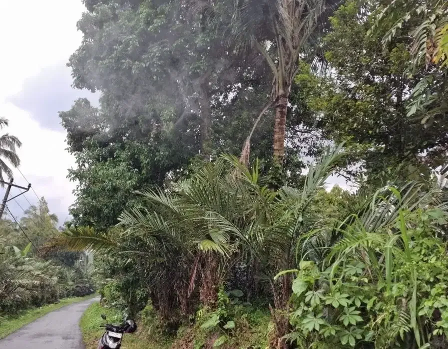 Kebun salak yang berada di kaki gunung watukau tabanan - Image 9 of 9