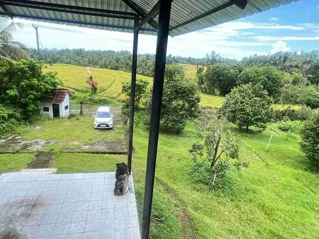 Jual kebun durian premium harga murah view bagus di tabanan bali. - Image 10 of 10