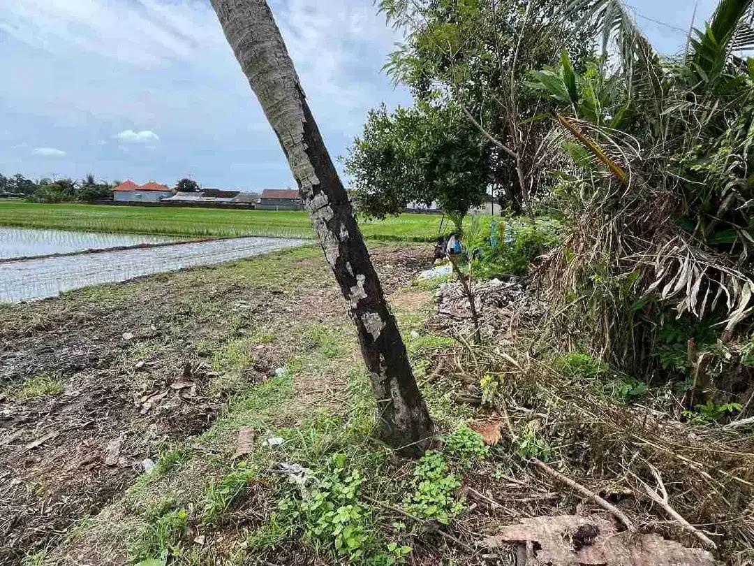 Di jual tanah sawah luas 48.5 are/48500 M2 di kaba-kaba tidak jauh ke arah pantai pererenan - Image 3 of 10