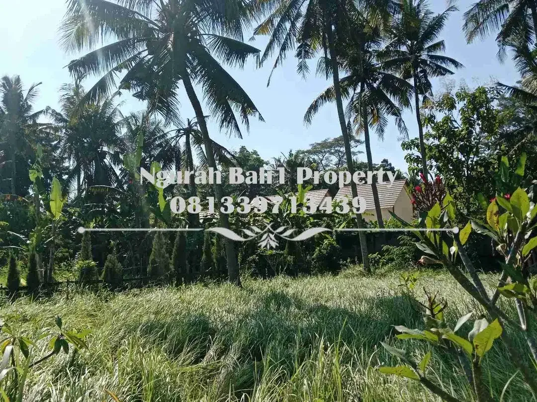 Cantik Land For Sale Murah Luas 500 m2 Kawasan Villa di Lodtunduh Ubud - Image 3 of 5