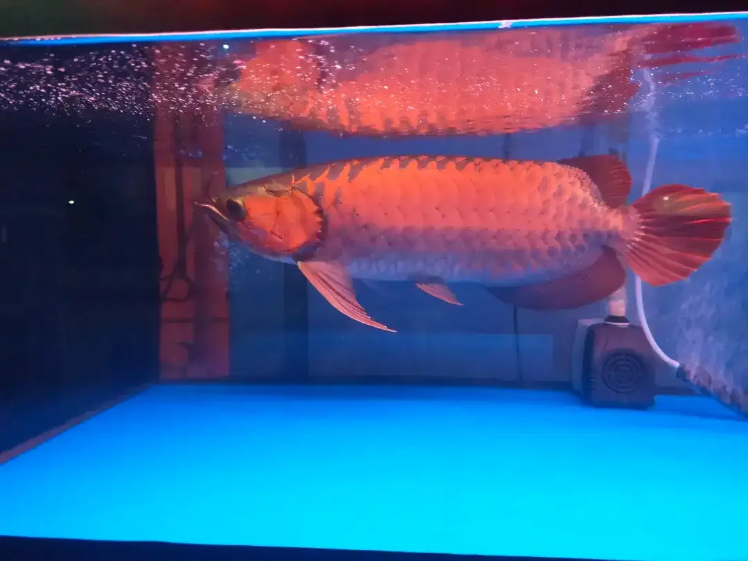 Arwana / Arowana Super Red Kalimantan 45CM ( Warna Full Blok ) - Image 1 of 5