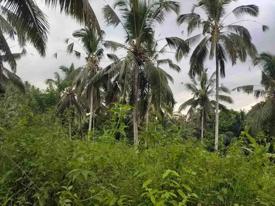 jual tanah kebun view air terjun kawasan villa di tabanan bali. - Image 7 of 10