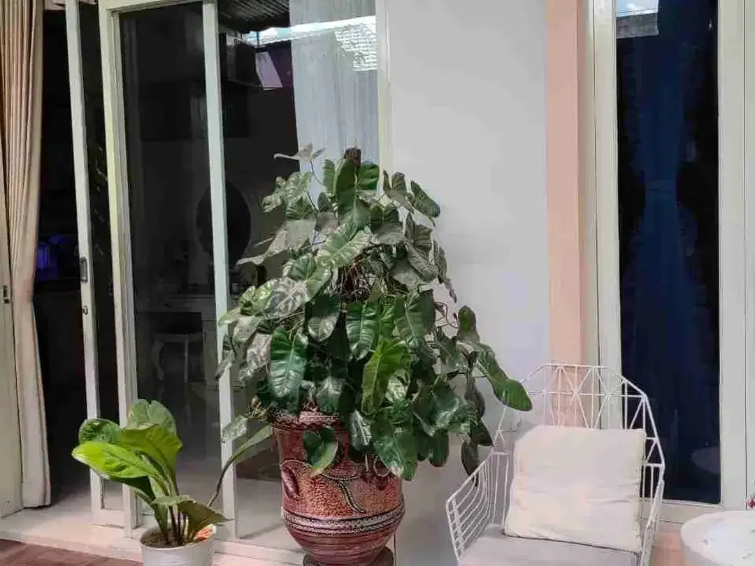 Rumah Siap Huni Furnished Padang Sambian Denpasar - Image 8 of 10