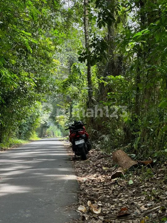 Dijual Murah Tanah Datar - Jalan Raya Kelusa Payangan, Dekat Ubud - Image 4 of 4