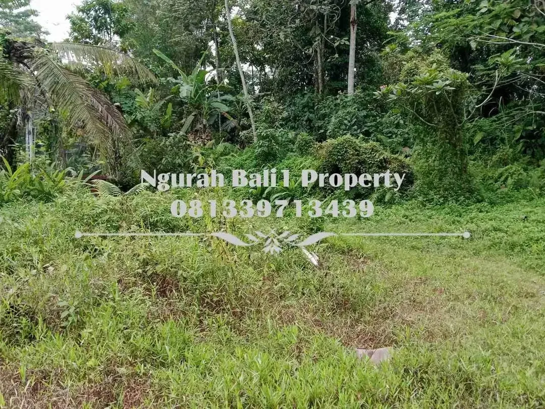 Disewakanl Tanah Murah Luas 60  Are Pemandangan Hutan di Ubud Pejeng - Image 2 of 5