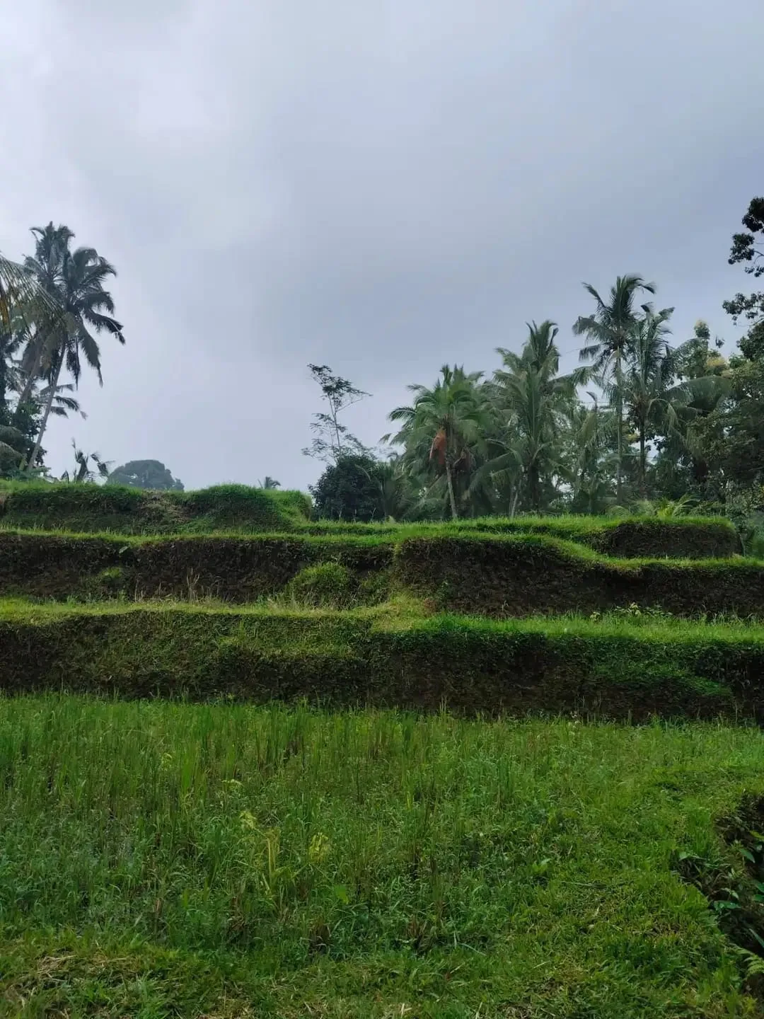 Tanah 5200m² View Jungle dan Sawah Eksotis di Kendran Ubud - Image 7 of 10