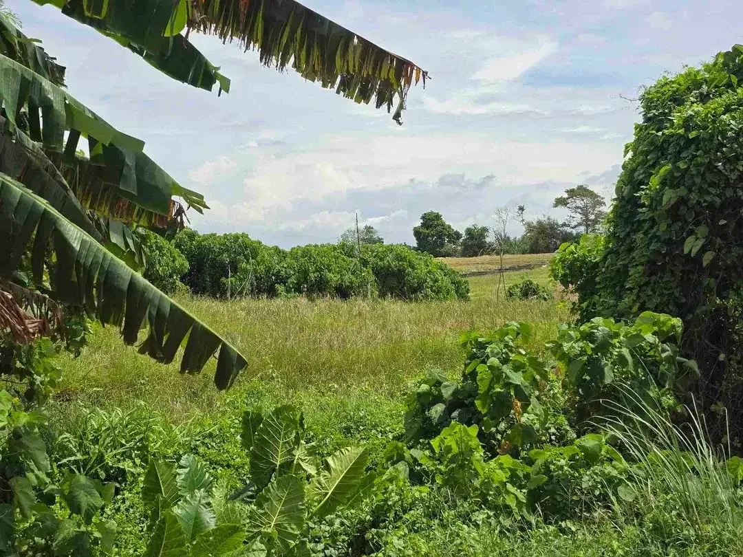 dijual tanah kecil dekat pantai pasut tabanan bali - Image 4 of 10
