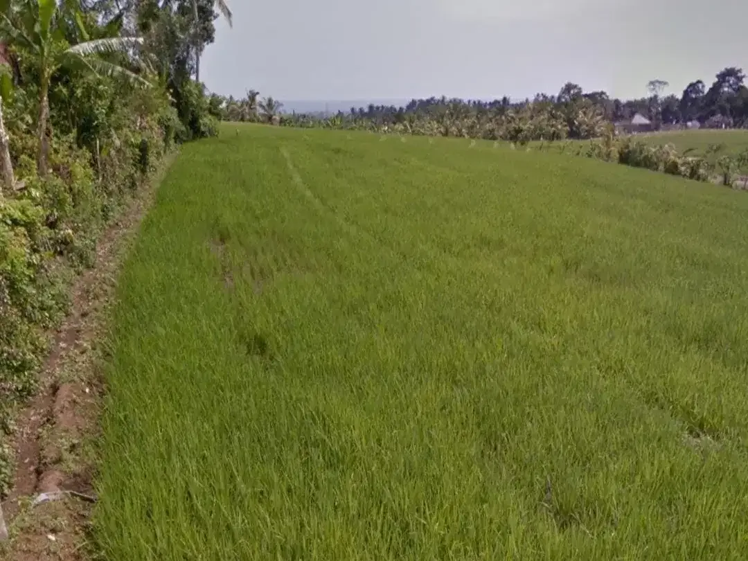 Tanah sawah di Mambang Selemadeg Tabanan Bali - Image 3 of 4