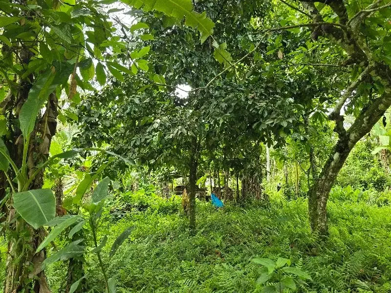 DIJUAL TANAH KEBUN  view sawah terasering di penebel tabanan bali - Image 4 of 9