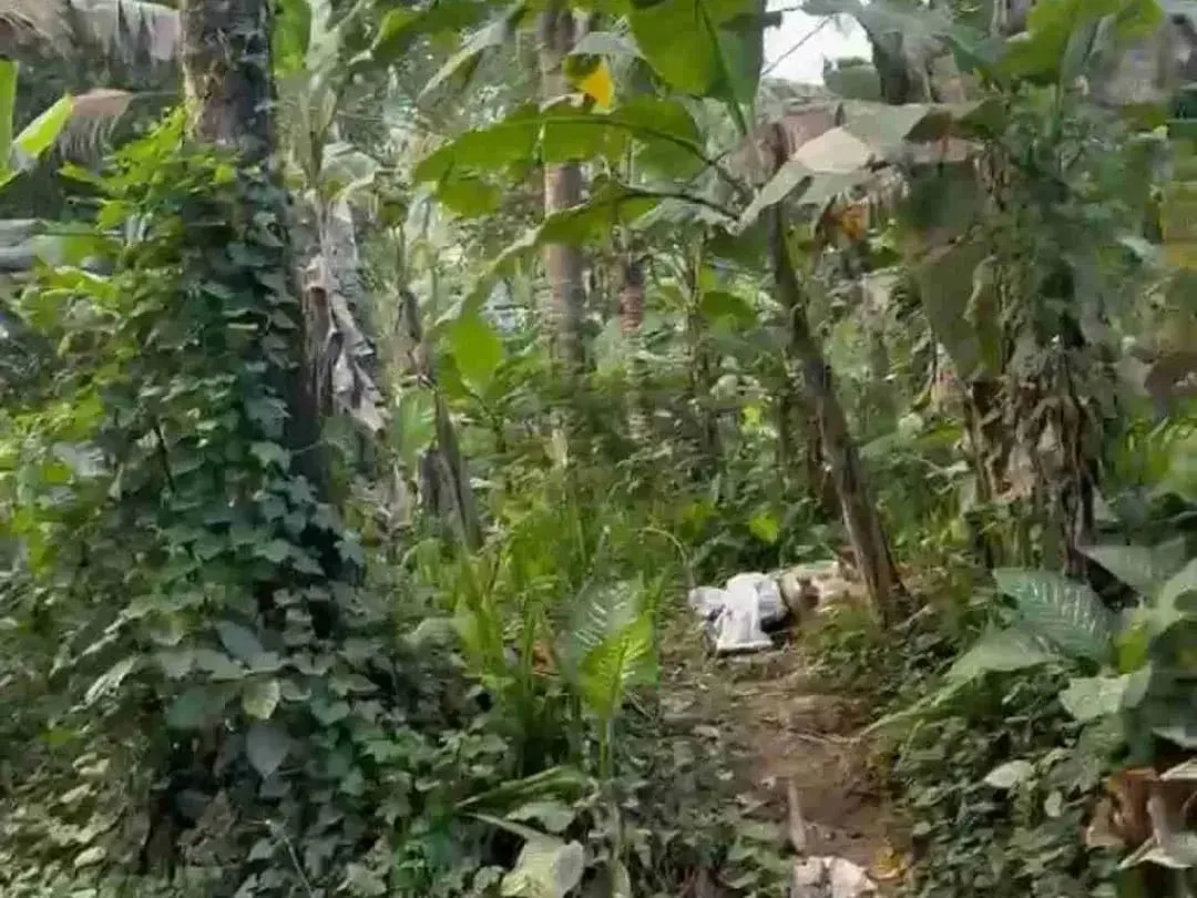 Tanah Premium Payangan View Jungle Dekat Resort - Image 4 of 10