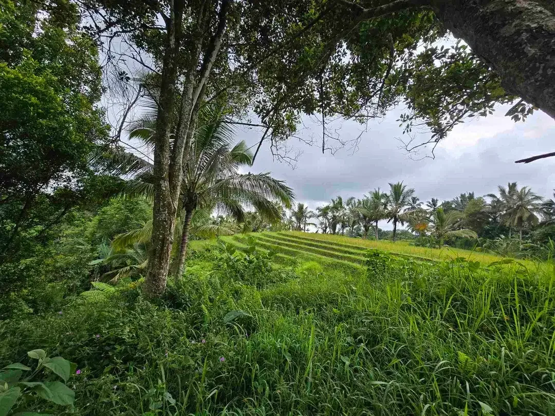 Dijual tanah view sawah. gunung .lembah dan los sungai di tabanan bali - Image 8 of 10