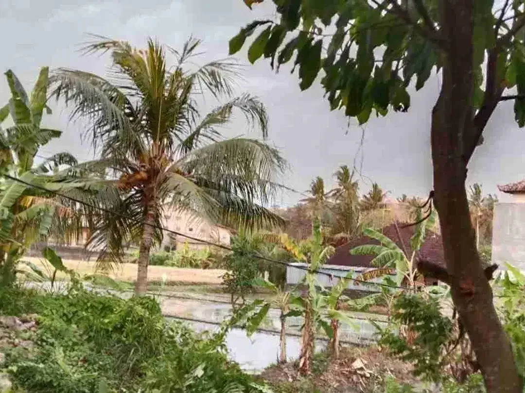 Di jual tanah luas 3.5 are/350 m2 di Yeh Gangga Tabanan deket pantai yeh Gangga -+10 menit - Image 9 of 10