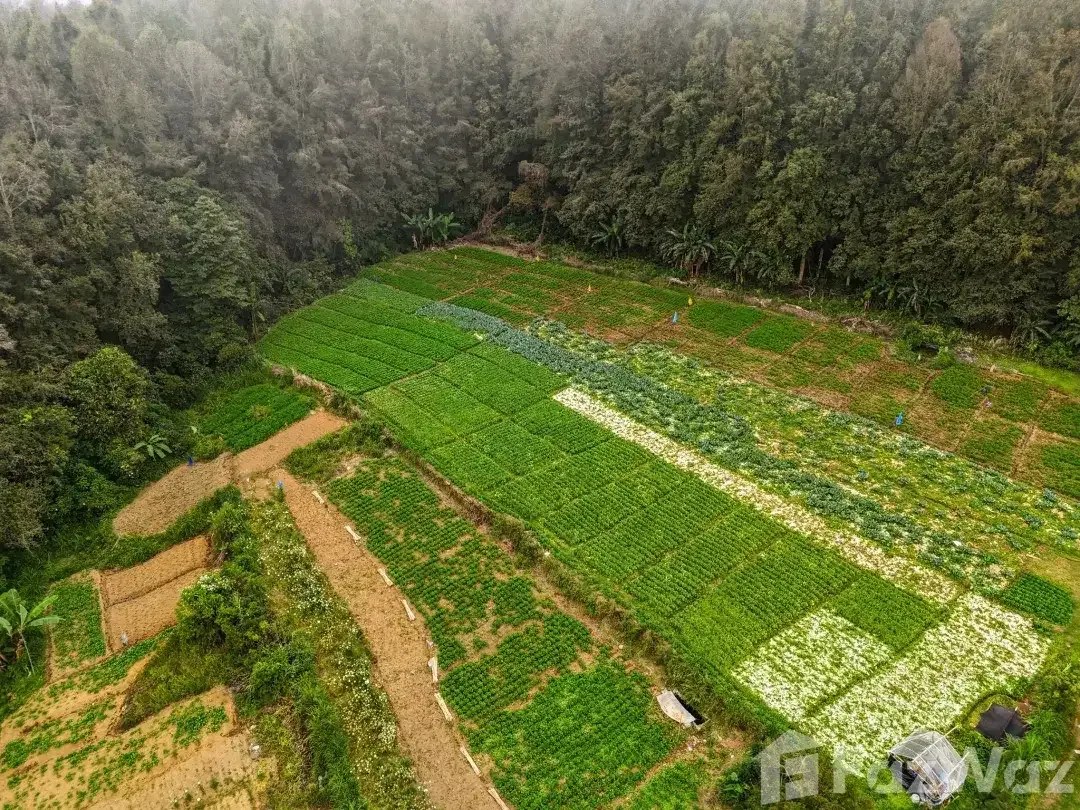 Land for sale in Baturiti, Bali - Image 4 of 5