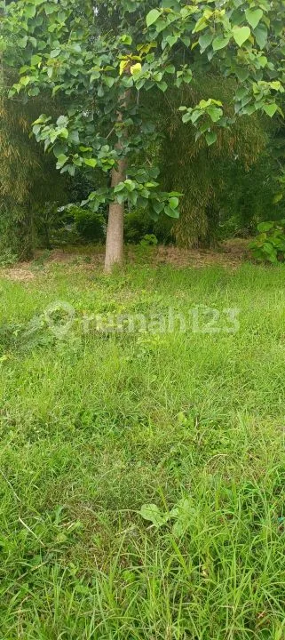 Di Jual 5 Are Lahan Dekat Kota Dan Pantai Di Lovina Bali - Image 4 of 4