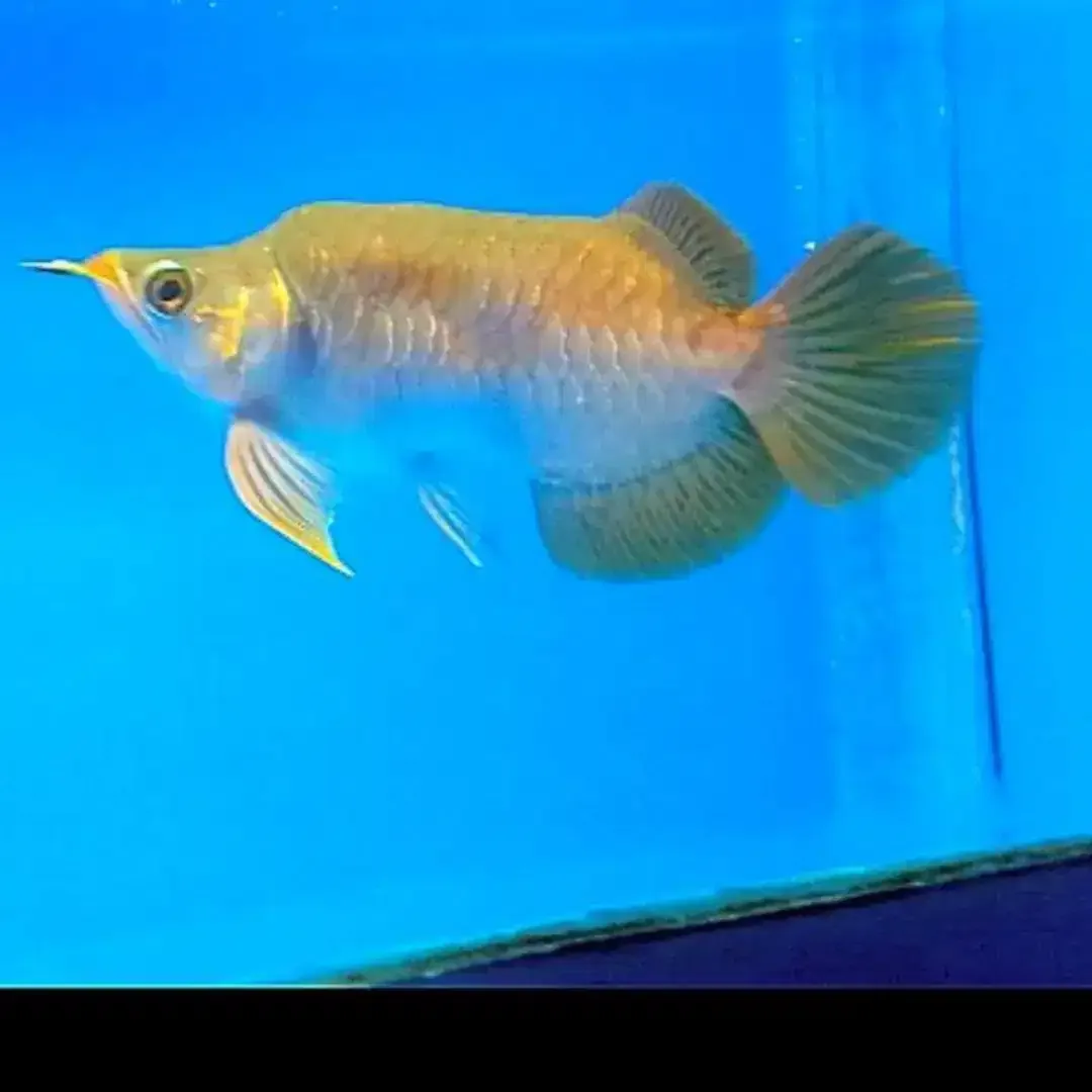 Arwana / Arowana Super Red King Kalimantan - Image 4 of 5