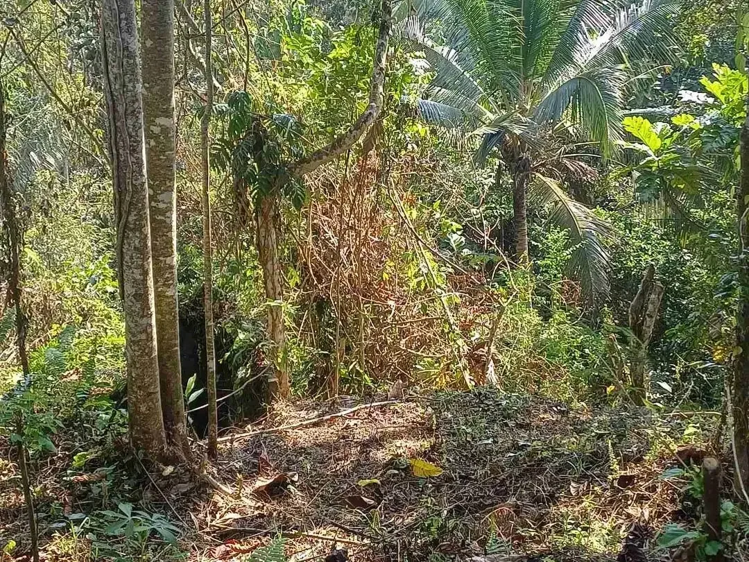 Dijual Tanah Kebun - Image 5 of 10