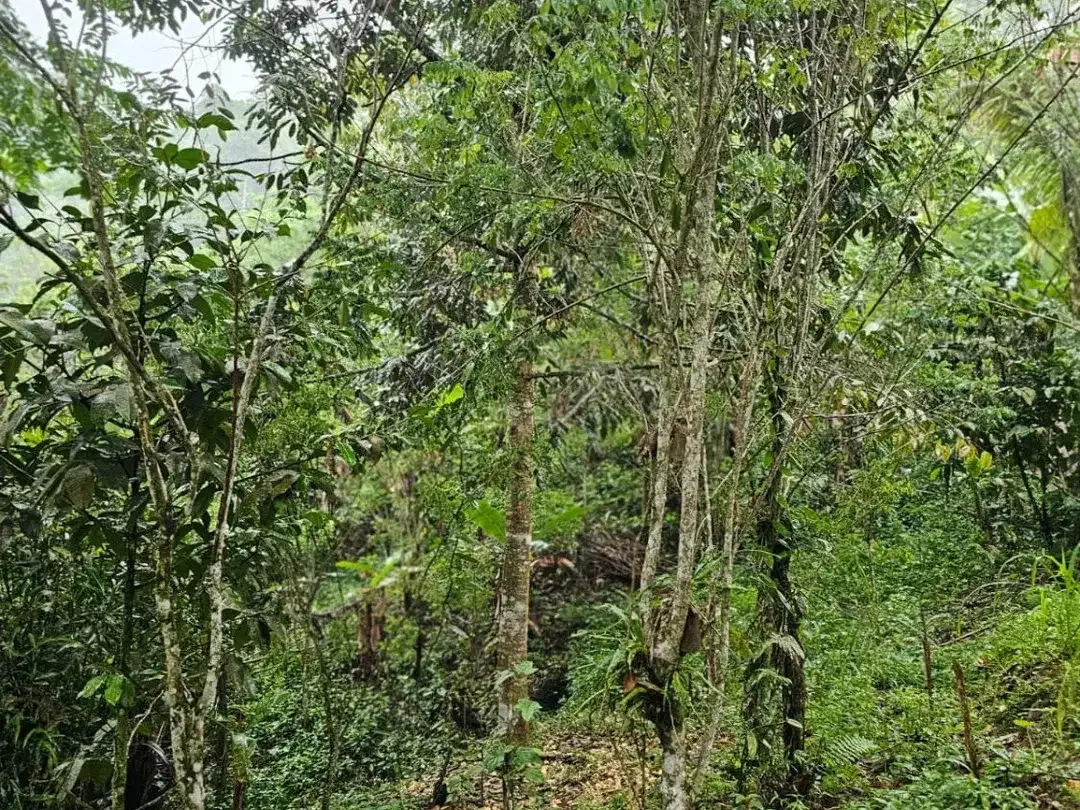 jungle river side - Image 6 of 10