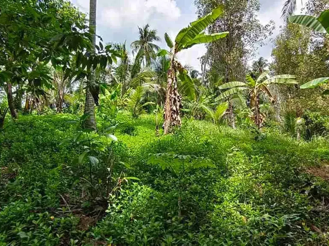 jual tanah kebun Los sungai murah di tabanan bali - Image 6 of 10