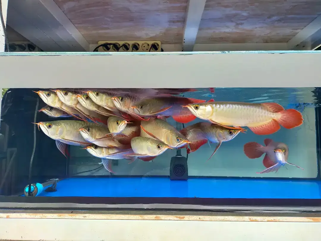 Arwana / Arowana Super Red Kalimantan 28-30CM - Image 5 of 5