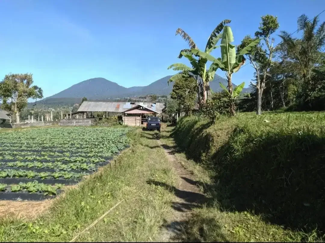 Tanah kebun view lembah dan gunung di Baturiti dekat Bedugul Bali - Image 3 of 7