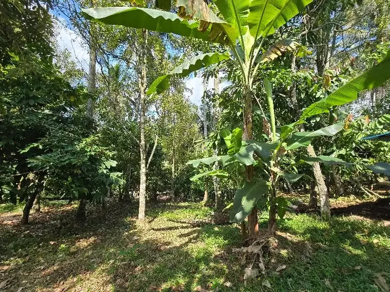 DIJUAL TANAH LOS SUNGAI di tabanan bali BEBATUAN - Image 6 of 10