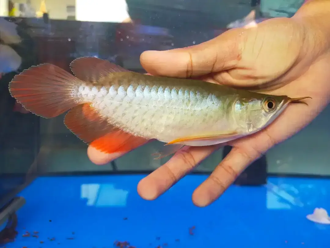 Arwana / Arowana Super Red Short Body Kalimantan - Image 5 of 6