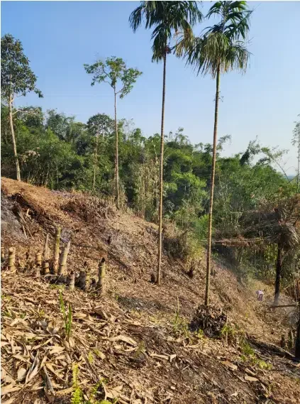 Tanah kavling murah kebun durian penebel Tabanan - Image 3 of 8