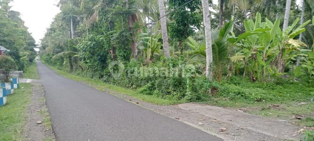 Tanah di Jalan Raya Gilimanuk - Denpasar desa Tuwed - Image 4 of 4