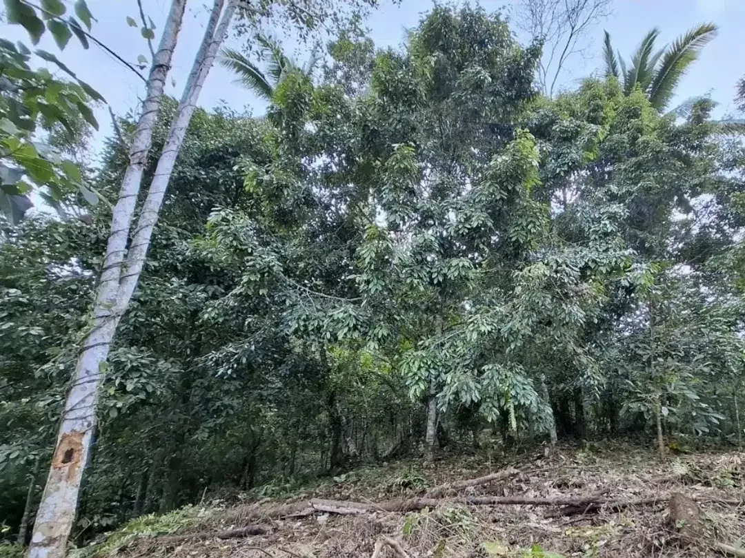 tanah kebun produktif di kelilingi sungai kecil - Image 4 of 9