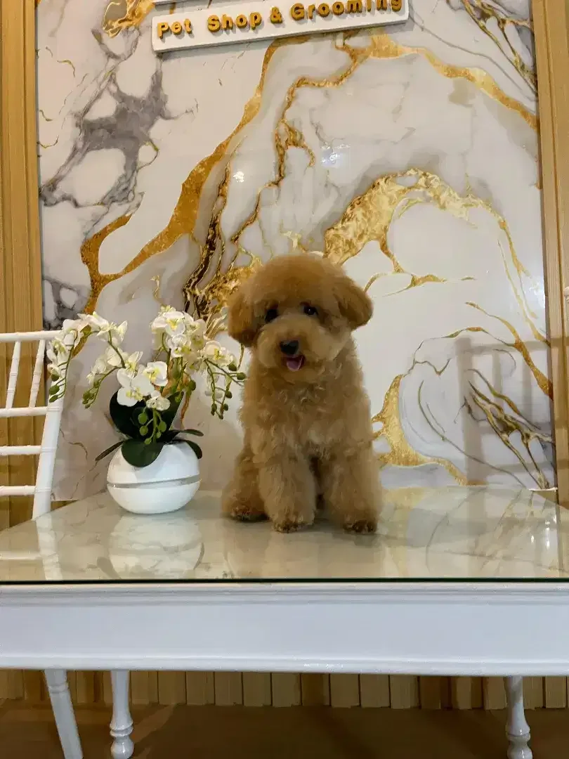 Pet grooming only dog - Image 2 of 10