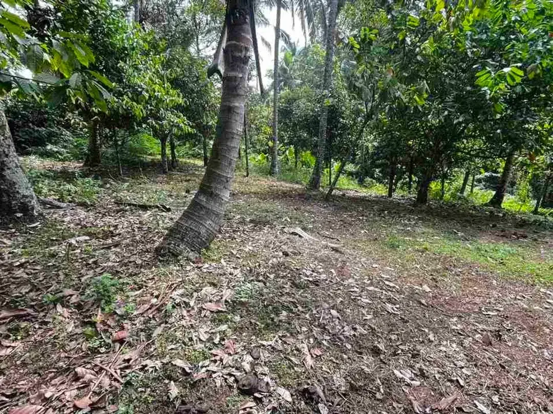 jual tanah kebun view sungai eksotik dan view junggle yang asri di tabanan bali. - Image 8 of 10