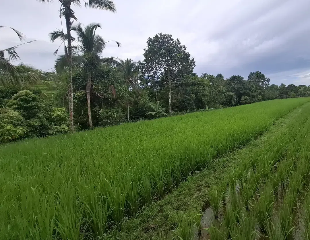 Dijual tanah sawah murah di selemadeg tabanan - Image 2 of 9