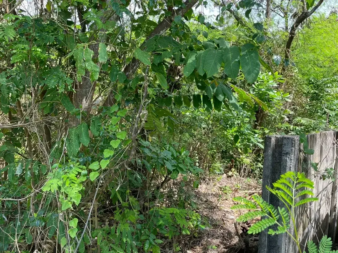 Beach Front Land for Sale Freehold Benoa Beach - Image 7 of 9