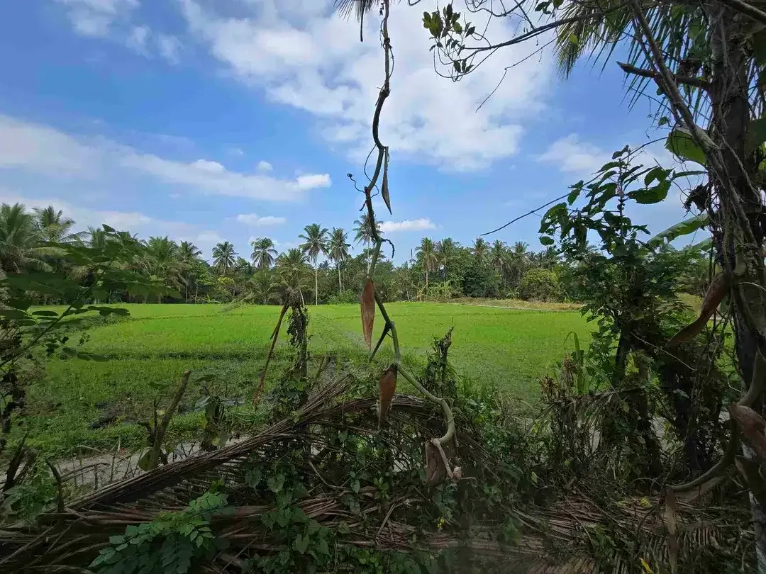 Dijual tanah murah view sawah akses jalan hotmik di tabanan bali - Image 1 of 10