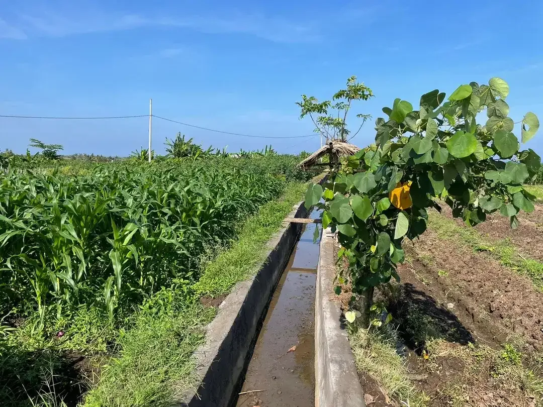 Land Freehold 1230 Sqm in Tibu Biu Tabanan - Image 1 of 9