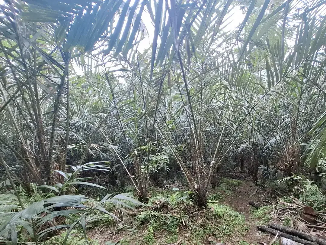 Dijual tanah kebun salak di selemadeg tabanan bali - Image 8 of 8