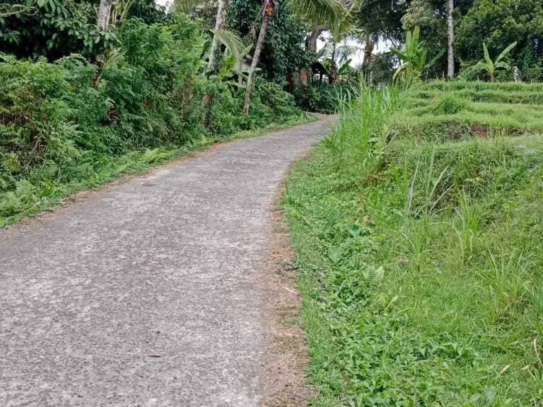 Tanah Perkebunan Durian - Image 2 of 4