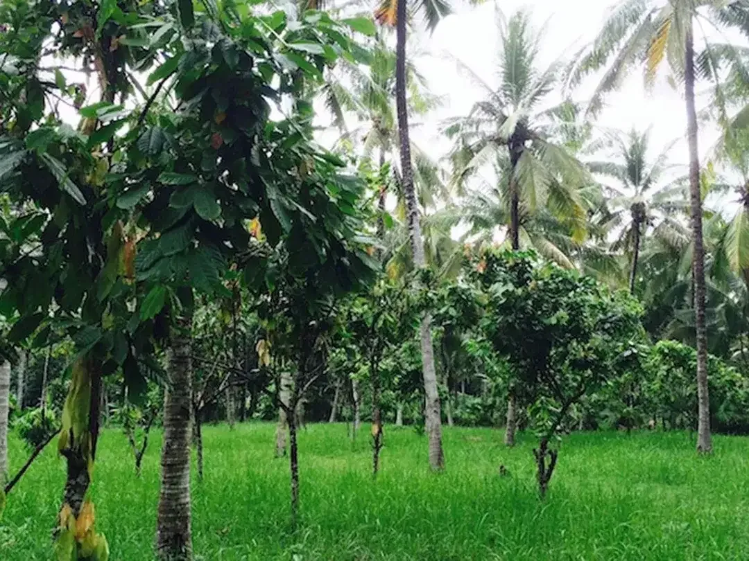 Amazing 37,915 Sqm Beachfront Freehold Land In Jembrana Negara - Image 6 of 10
