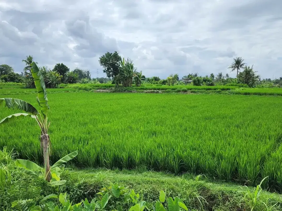 Tanah kavling dengan view sawah berlokasi strategis di Pering, Blahbatuh, Gianyar. - Image 2 of 8