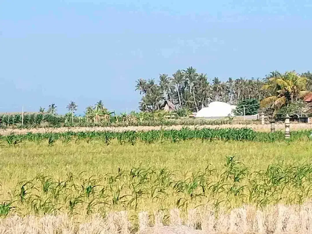 Tanah View Sawah 750 Meter ke Pantai Pasut Tabanan - Image 1 of 7