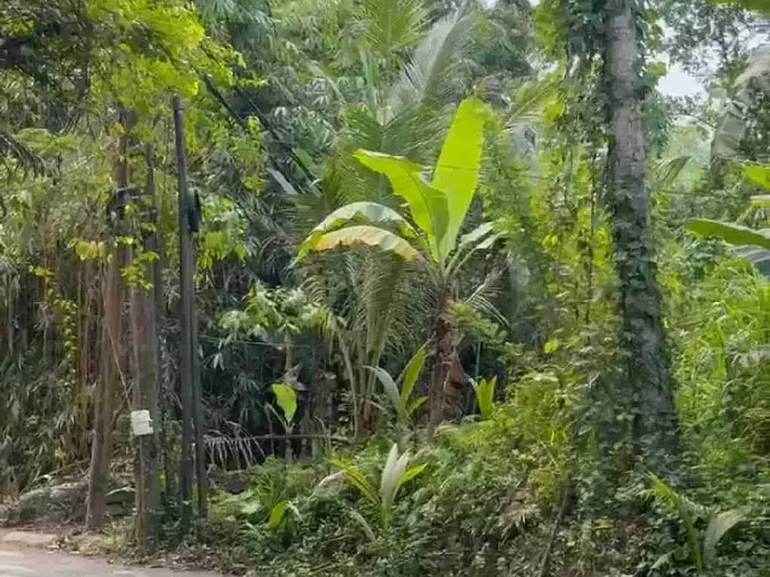 Tanah Murah Los Sungai Begawan Giri Payangan Ubud Bali - Image 10 of 10