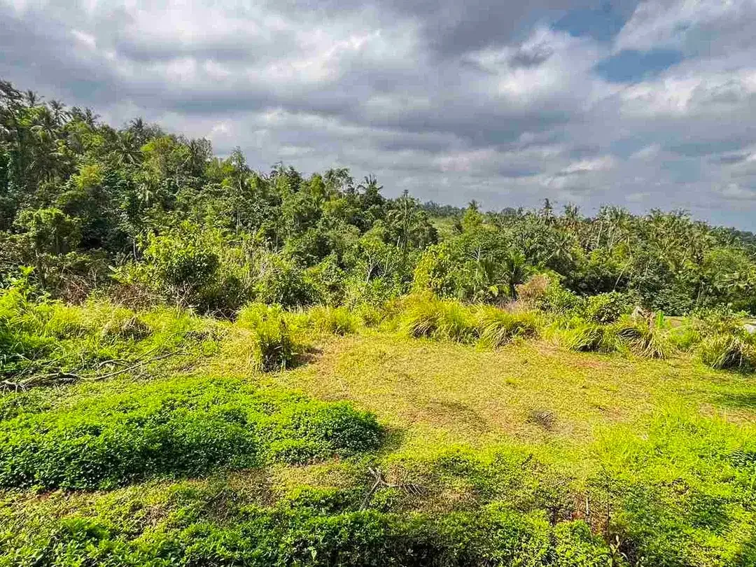 jual tanah kebun view sawah di penebel tabanan bali. - Image 2 of 10