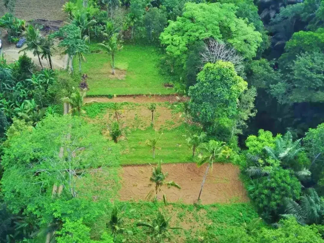 Tanah jungle payangan ubud - Image 1 of 10