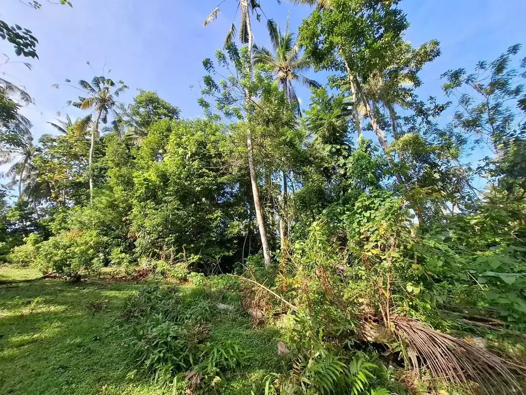 Dijual tanah los sungai dengan view sawah di tabanan bali - Image 9 of 10