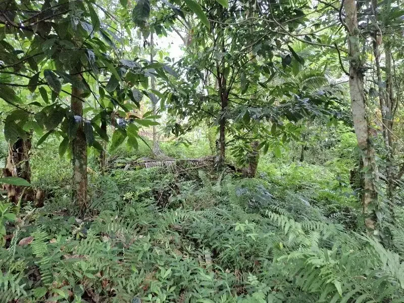 Dijual tanah kebun durian los sungai bebatuan di tabanan bali - Image 10 of 10