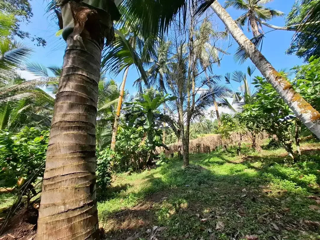 Dijual tanah cantik los sungai dan view sawah di tabanan bali - Image 4 of 10