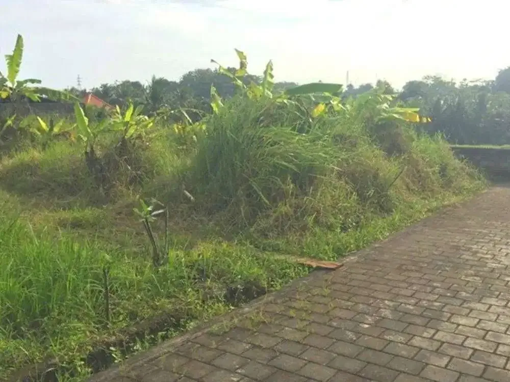 DIJUAL TANAH VIEW SAWAH KAWASAN VILLA - Image 4 of 6