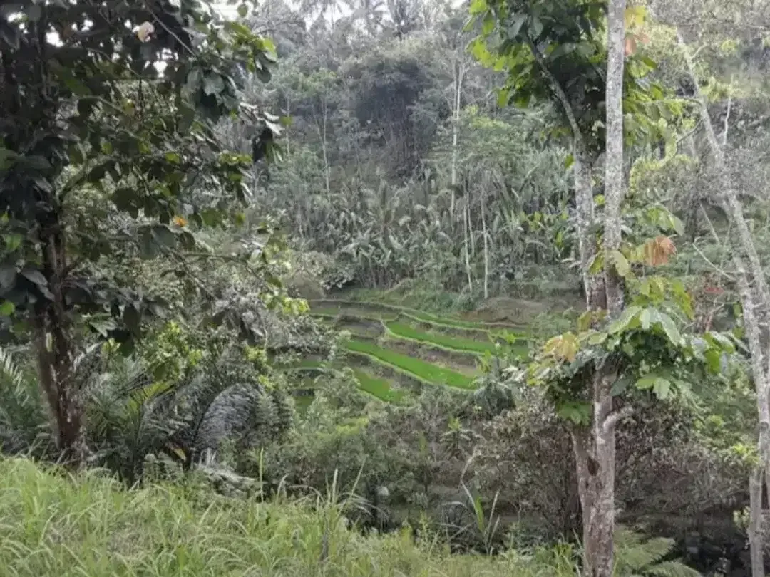 TANAH KOSONG DI BUAHAN KAJA PAYANGAN GIANYAR BALI - Image 6 of 10