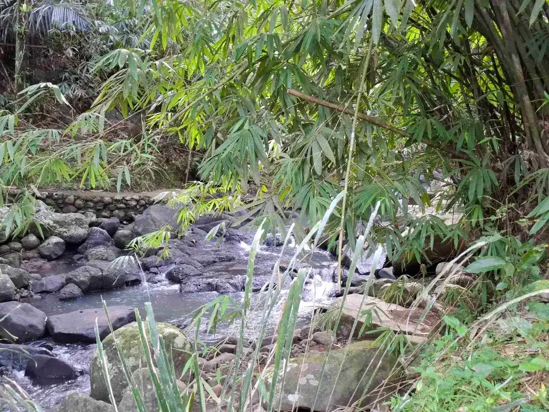 Tanah kebun los sungai jernih berisi banyak pohon kakau dan pohon kelapa di tabanan bali - Image 4 of 10